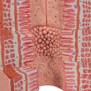 Model de sistem digestiv 3B MICROanatomy™, mărit de 20 de ori - 3B Smart Anatomy
