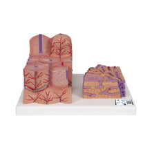 Load image into Gallery viewer, Modelul de ficat 3B MICROanatomy™ - 3B Smart Anatomy
