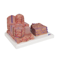 Load image into Gallery viewer, Modelul de ficat 3B MICROanatomy™ - 3B Smart Anatomy