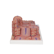 Load image into Gallery viewer, Modelul de ficat 3B MICROanatomy™ - 3B Smart Anatomy