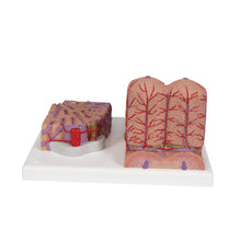 Load image into Gallery viewer, Modelul de ficat 3B MICROanatomy™ - 3B Smart Anatomy