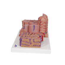 Load image into Gallery viewer, Modelul de ficat 3B MICROanatomy™ - 3B Smart Anatomy