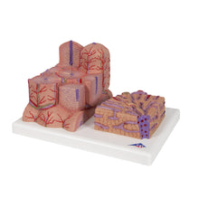 Load image into Gallery viewer, Modelul de ficat 3B MICROanatomy™ - 3B Smart Anatomy