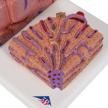Load image into Gallery viewer, Modelul de ficat 3B MICROanatomy™ - 3B Smart Anatomy