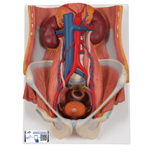 Load image into Gallery viewer, Model de sistem urinar - dublu sex (6 părți) - 3B Smart Anatomy