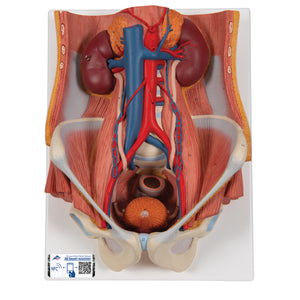 Model de sistem urinar - dublu sex (6 părți) - 3B Smart Anatomy