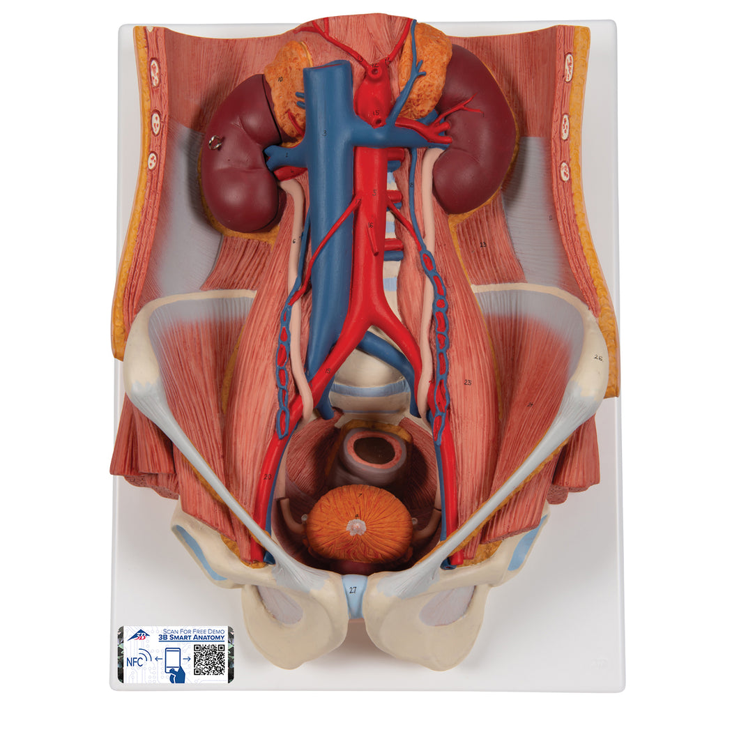 Model de sistem urinar - dublu sex (6 părți) - 3B Smart Anatomy