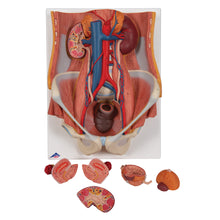 Load image into Gallery viewer, Model de sistem urinar - dublu sex (6 părți) - 3B Smart Anatomy