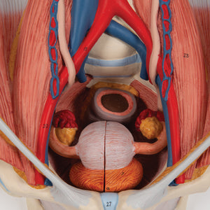 Model de sistem urinar - dublu sex (6 părți) - 3B Smart Anatomy