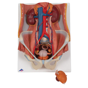 Model de sistem urinar - dublu sex (6 părți) - 3B Smart Anatomy