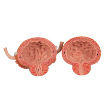 Load image into Gallery viewer, Model de sistem urinar - dublu sex (6 părți) - 3B Smart Anatomy
