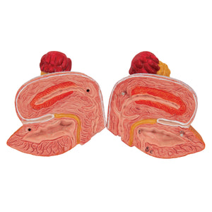 Model de sistem urinar - dublu sex (6 părți) - 3B Smart Anatomy