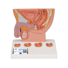 Load image into Gallery viewer, Model de prostată, 1/2 mărime naturală - 3B Smart Anatomy