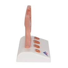 Load image into Gallery viewer, Model de prostată, 1/2 mărime naturală - 3B Smart Anatomy