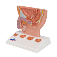 Load image into Gallery viewer, Model de prostată, 1/2 mărime naturală - 3B Smart Anatomy