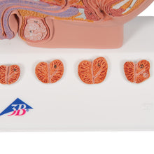 Load image into Gallery viewer, Model de prostată, 1/2 mărime naturală - 3B Smart Anatomy