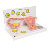 Load image into Gallery viewer, Model de ovare și trompe uterine cu etape de fertilizare, mărit de 2 ori - 3B Smart Anatomy