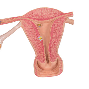 Model de ovare și trompe uterine cu etape de fertilizare, mărit de 2 ori - 3B Smart Anatomy