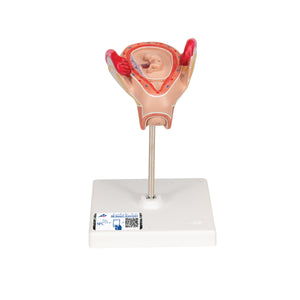 Model de embrion (luna a 2-a) - 3B Smart Anatomy