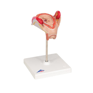 Model de embrion (luna a 2-a) - 3B Smart Anatomy