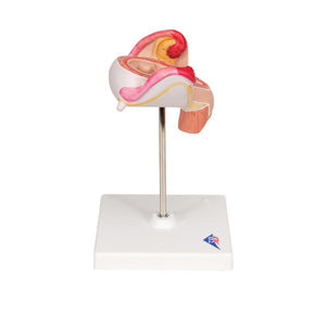 Model de embrion (luna a 2-a) - 3B Smart Anatomy