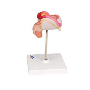 Model de embrion (luna a 2-a) - 3B Smart Anatomy