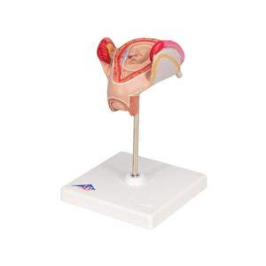 Model de embrion (luna a 2-a) - 3B Smart Anatomy