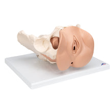Load image into Gallery viewer, Schelet pelvis feminin cu organe genitale (3 parti) - 3B Smart Anatomy