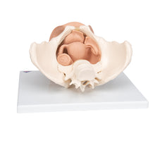 Load image into Gallery viewer, Schelet pelvis feminin cu organe genitale (3 parti) - 3B Smart Anatomy