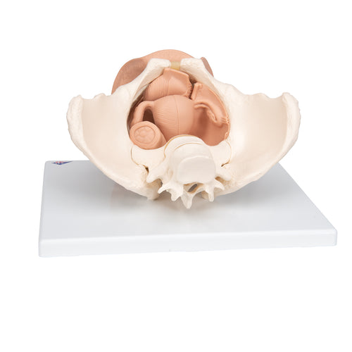 Schelet pelvis feminin cu organe genitale (3 parti) - 3B Smart Anatomy