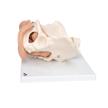 Load image into Gallery viewer, Schelet pelvis feminin cu organe genitale (3 parti) - 3B Smart Anatomy