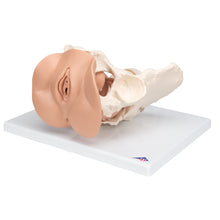 Load image into Gallery viewer, Schelet pelvis feminin cu organe genitale (3 parti) - 3B Smart Anatomy