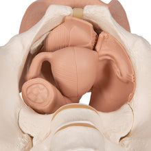 Load image into Gallery viewer, Schelet pelvis feminin cu organe genitale (3 parti) - 3B Smart Anatomy
