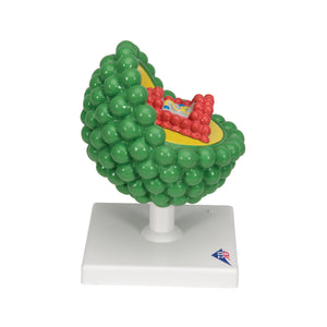 Model HIV - 3B Smart Anatomy