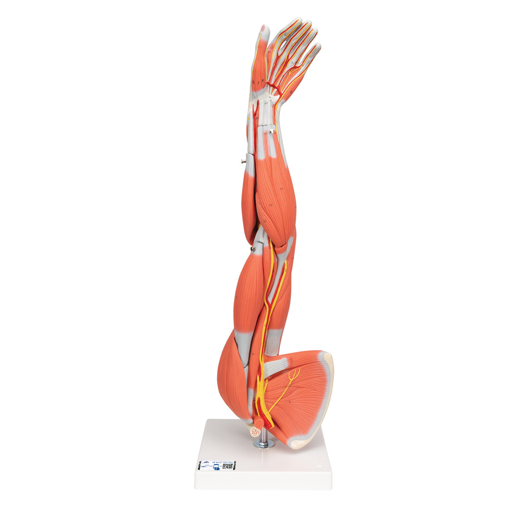 Model braţ cu musculatură, 3/4 mărime naturală, 6 părţi - 3B Smart Anatomy