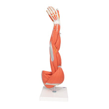 Load image into Gallery viewer, Model braţ cu musculatură, 3/4 mărime naturală, 6 părţi - 3B Smart Anatomy