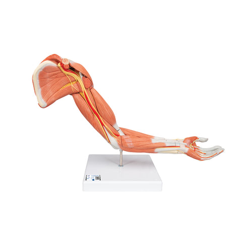 Model de braț muscular de lux în mărime naturală (6 părți) - 3B Smart Anatomy