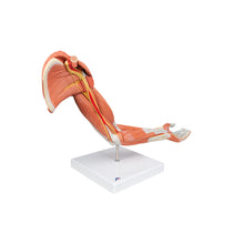 Load image into Gallery viewer, Model de braț muscular de lux în mărime naturală (6 părți) - 3B Smart Anatomy