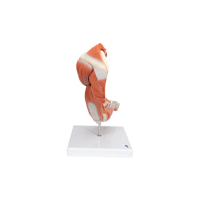 Model de braț muscular de lux în mărime naturală (6 părți) - 3B Smart Anatomy