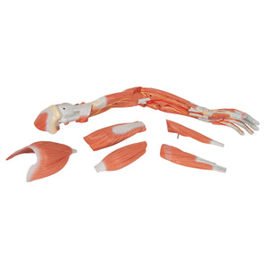 Model de braț muscular de lux în mărime naturală (6 părți) - 3B Smart Anatomy