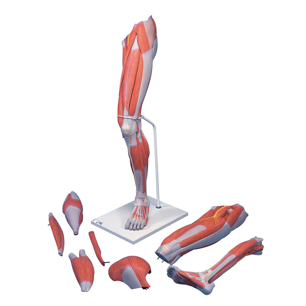 Model de picior muscular deluxe, în mărime naturală, 7 componente - 3B Smart Anatomy