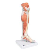 Load image into Gallery viewer, Model în mărime naturală a piciorului inferior, cu genunchi separabil, 3 componente - 3B Smart Anatomy