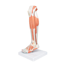 Load image into Gallery viewer, Model în mărime naturală a piciorului inferior, cu genunchi separabil, 3 componente - 3B Smart Anatomy