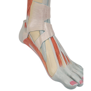 Model în mărime naturală a piciorului inferior, cu genunchi separabil, 3 componente - 3B Smart Anatomy