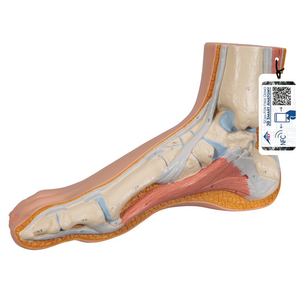 Model de picior normal - 3B Smart Anatomy