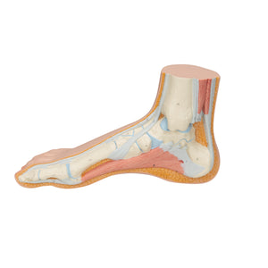 Model de picior normal - 3B Smart Anatomy
