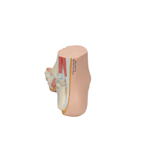 Load image into Gallery viewer, Model de picior gol (Pes Cavus) - 3B Smart Anatomy