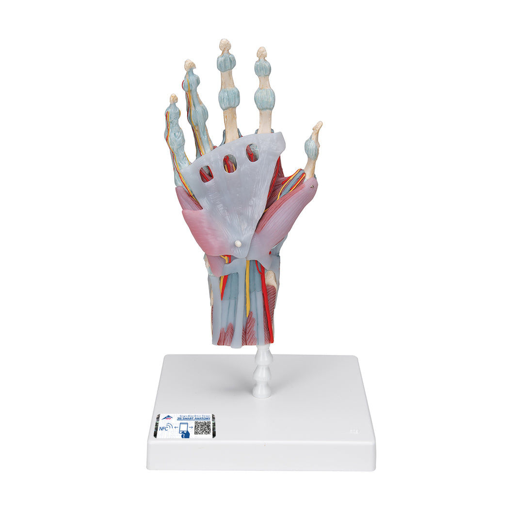 Model de schelet de mână cu ligamente/mușchi - 3B Smart Anatomy