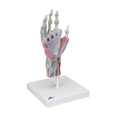 Load image into Gallery viewer, Model de schelet de mână cu ligamente/mușchi - 3B Smart Anatomy