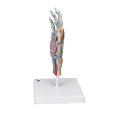 Load image into Gallery viewer, Model de schelet de mână cu ligamente/mușchi - 3B Smart Anatomy